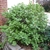 Shrub with dense foliage. Leaves broadly ovate.