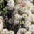 Shrub with many clusters of white stamen flowers, like brushes.