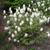 Fothergilla major