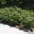Fothergilla major