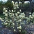 Shrub with many clusters of white stamen flowers, like brushes.