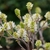 Bottle brush- type white flowers