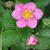 Fragaria 'Pink Panda'