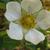 Close up of flower