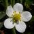 Fragaria virginiana