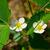 Fragaria virginiana