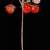 Red fruits (Tucker County, WV)-Early Summer