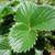 Leaf closeup