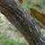 Bark