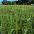 Silphium terebinthinaceum