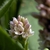 Flower cluster