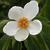 Franklinia alatamaha flower
