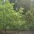 Franklinia alatamaha