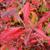 Fall Leaf