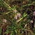 low-growing plant with pink inflorescences.