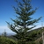 Young tree with a non-mounded habit