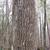 Fraxinus profunda
