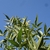 pinnately compound leaves against the blue sky.