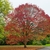 Tree with round crown and red & orange fall color.