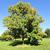 Fraxinus americana