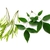 Detached cluster of fruit and pair of opposite leaves