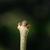 Bud