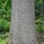 Bark