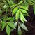 Foliage