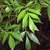 Leafy shoot with opposite, pinnately compound leaves.