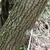 Bark