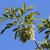 Leafy shoot bearing a hanging cluster of winged fruits.