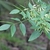 Leafy shoot with pinnately compound leaves & winged fruits.
