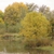 Fall color in native habitat