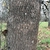 Bark