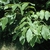 Compound leaves