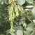 Winged samara