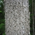 Bark