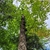 Form