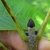 Nearly black buds