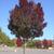 'Raywood' Fall Color Form