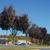 'Raywood' Fall Form Tree Line