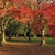 Fall color