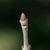 Fraxinus pennsylvanica Bud