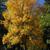 Fraxinus pennsylvanica Fall Color Form