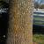 Fraxinus pennsylvanica Bark