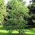 Fraxinus profunda