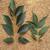 Fraxinus profunda