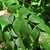 Compound leaves