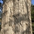 Bark