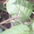 Four-sides stem